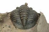 Dalejeproetus Trilobite - Lghaft, Morocco #210248-4
